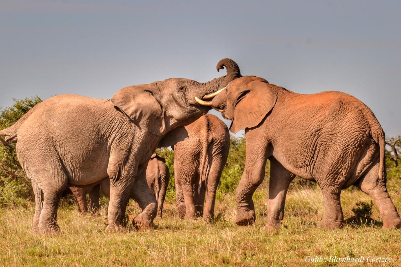 Addo Elephant Safari Lodge - Bellevue Forest Reserve Paterson Esterno foto