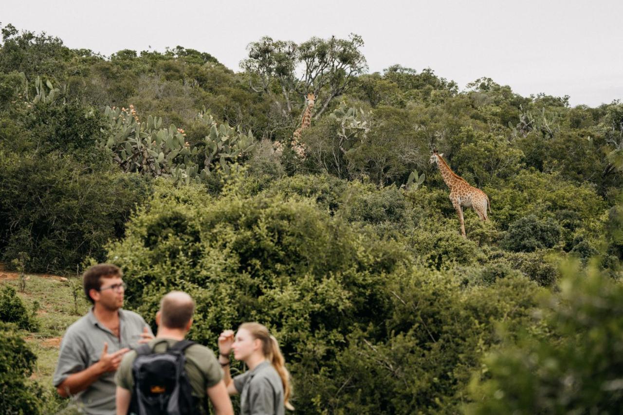Addo Elephant Safari Lodge - Bellevue Forest Reserve Paterson Esterno foto