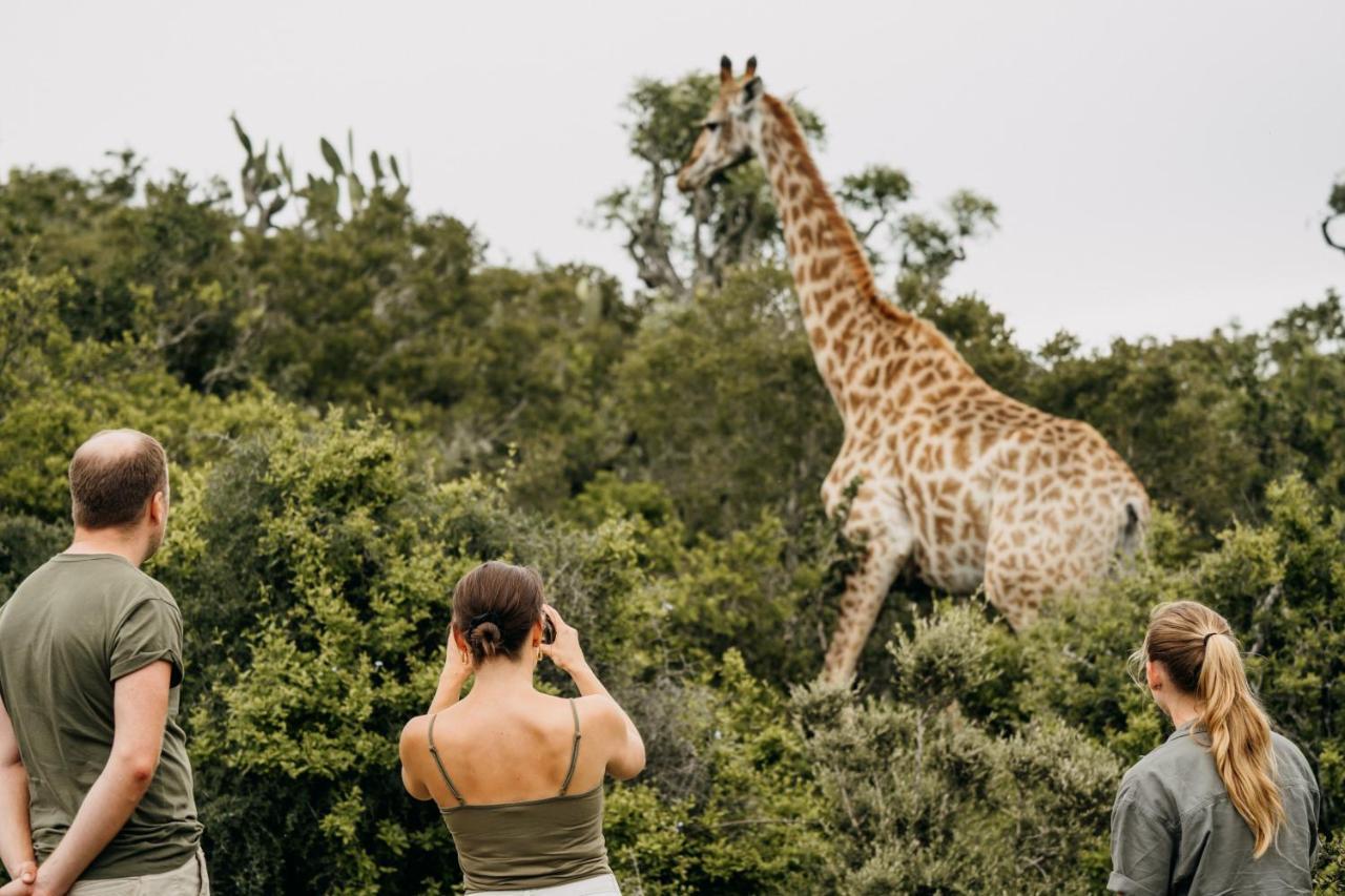 Addo Elephant Safari Lodge - Bellevue Forest Reserve Paterson Esterno foto